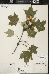 Acer nigrum image