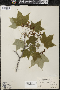 Acer nigrum image