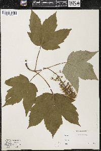 Acer pseudoplatanus image