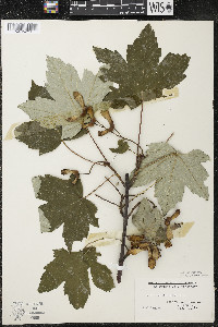 Acer pseudoplatanus image