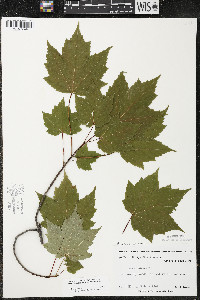 Acer rubrum var. rubrum image