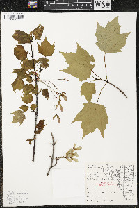 Acer rubrum var. rubrum image