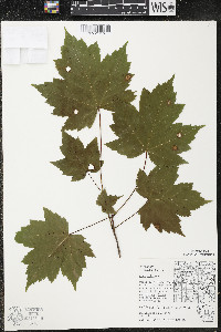Acer rubrum var. rubrum image