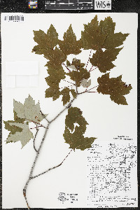 Acer rubrum var. rubrum image