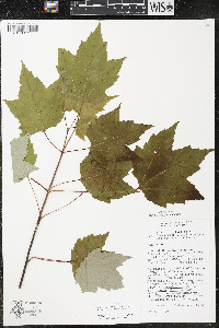 Acer rubrum var. rubrum image