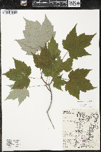 Acer rubrum var. rubrum image