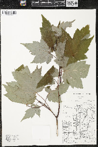 Acer rubrum var. rubrum image