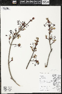 Acer rubrum var. rubrum image