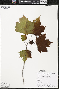 Acer rubrum var. rubrum image