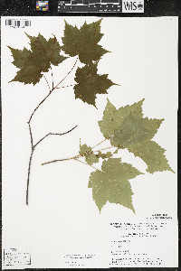 Acer rubrum var. rubrum image