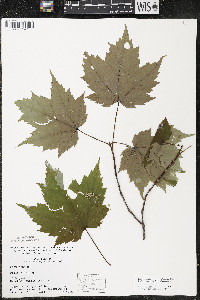 Acer rubrum var. rubrum image