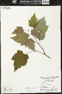 Acer rubrum var. rubrum image