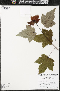 Acer rubrum var. rubrum image