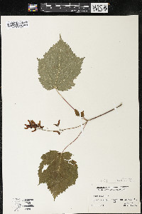 Acer spicatum image