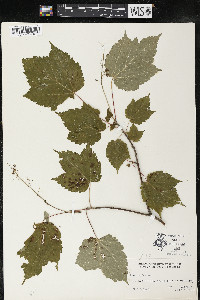 Acer spicatum image