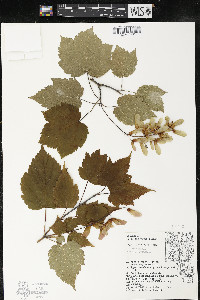 Acer spicatum image