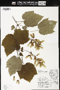 Acer spicatum image