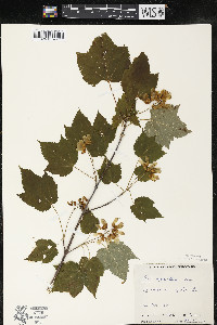 Acer spicatum image