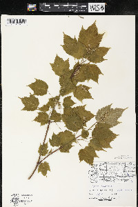 Acer spicatum image