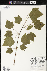 Acer spicatum image