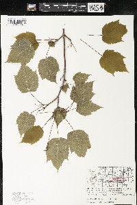 Acer spicatum image