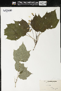 Acer spicatum image