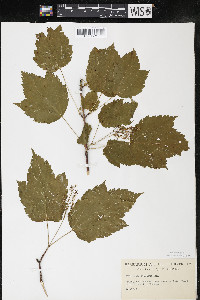 Acer spicatum image