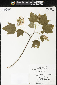 Acer spicatum image