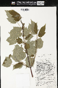 Acer spicatum image