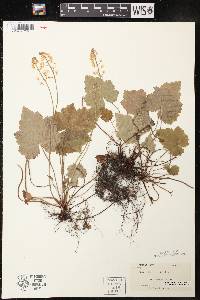 Tiarella cordifolia image