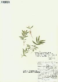 Moehringia macrophylla image