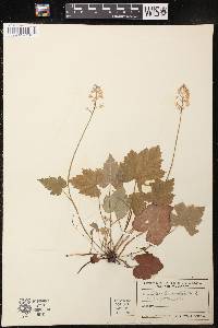 Tiarella cordifolia image