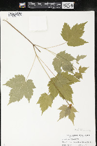 Acer spicatum image