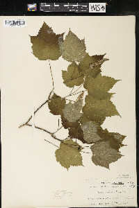 Acer spicatum image