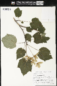 Acer spicatum image