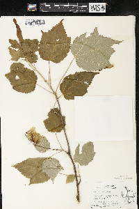 Acer spicatum image