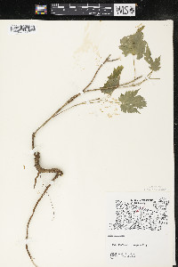 Acer spicatum image