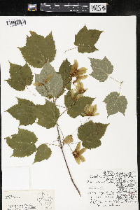 Acer spicatum image