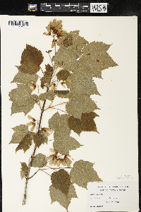 Acer spicatum image