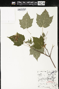 Acer spicatum image