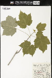 Acer spicatum image