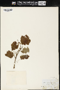 Acer spicatum image