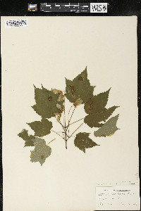 Acer spicatum image