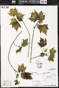 Acer rubrum var. rubrum image