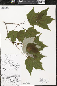 Acer rubrum var. rubrum image