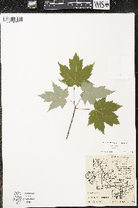 Acer rubrum var. rubrum image