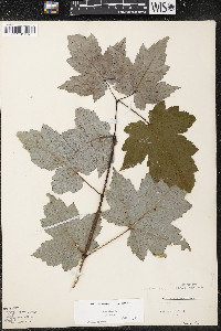 Acer rubrum var. rubrum image