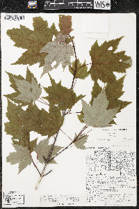 Acer rubrum var. rubrum image