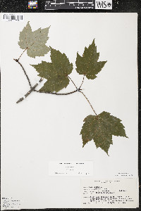 Acer rubrum var. rubrum image