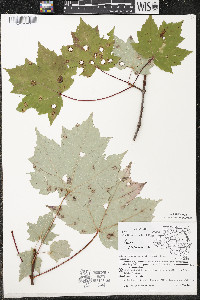 Acer rubrum var. rubrum image